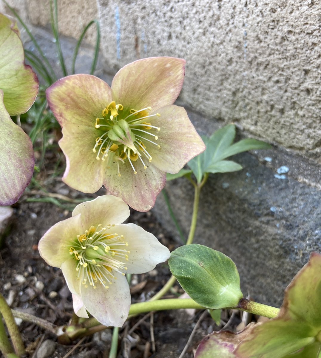 春？初夏？ 暖かい今日☀️ ぎりぎりでカワイイ界隈❤️ に行ってき