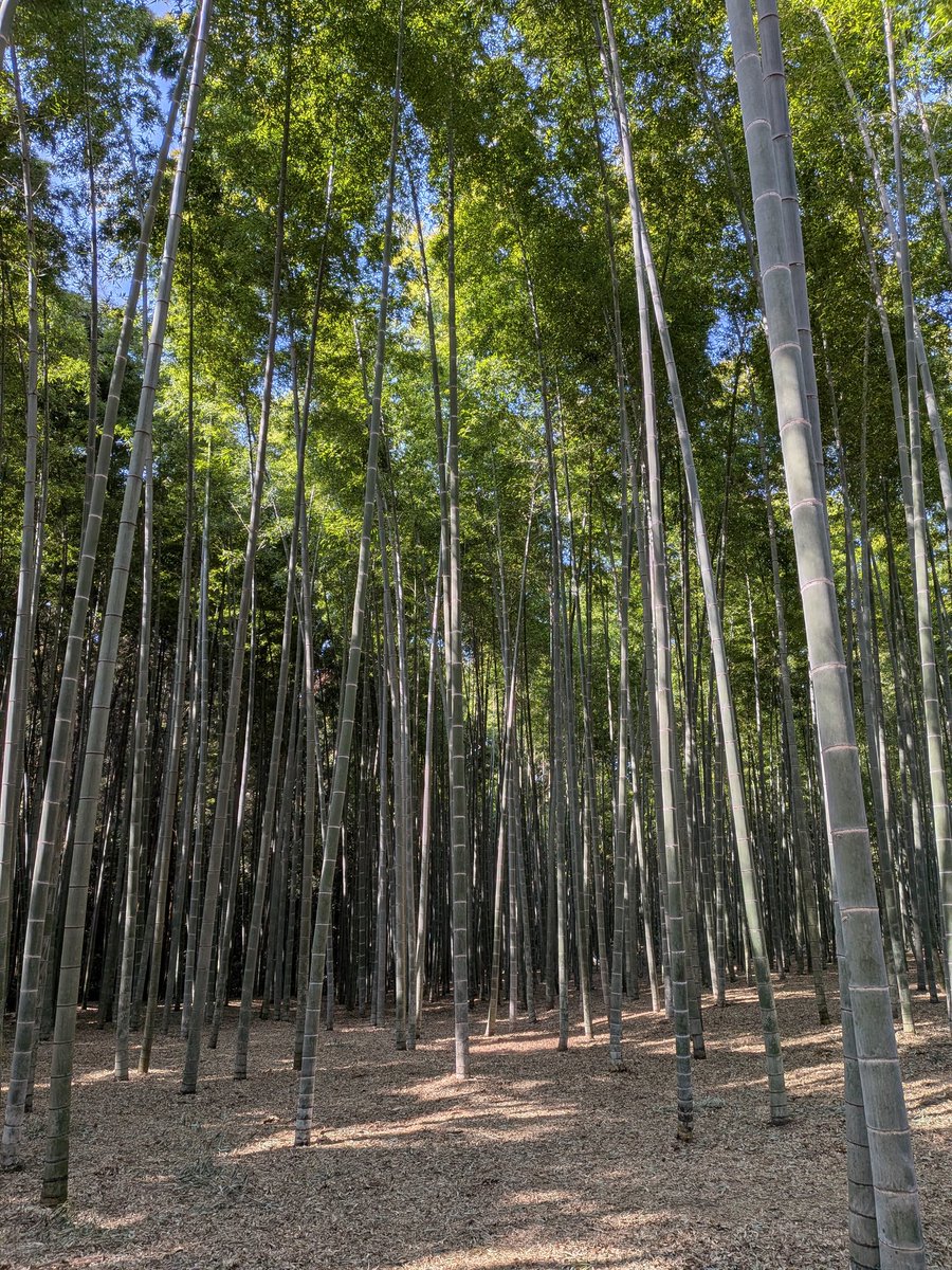 att9819's tweet photo. 竹林に行ってきました🌲 https://t.co/cTx3NF0FDV