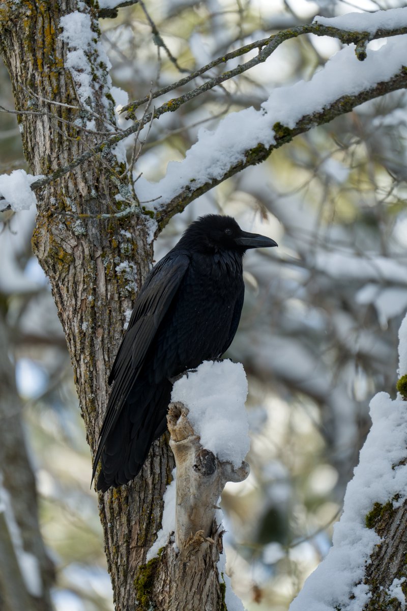 Birdman of California tweet media