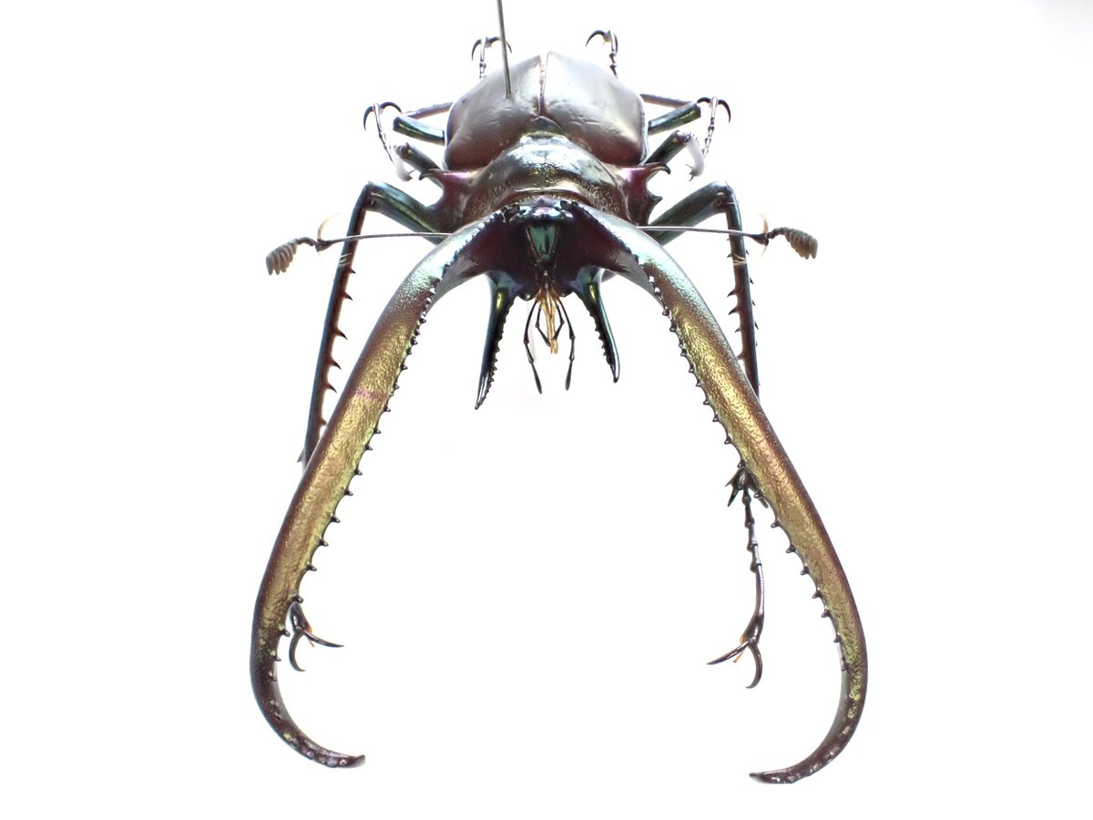 蟲眼鏡 (@meganemushi1229) / Posts / X