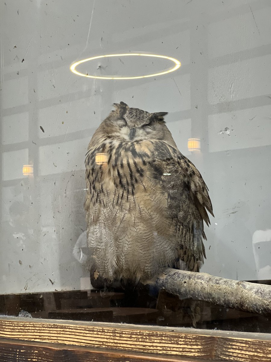 天使の輪っかのフクロウさん #掛川花鳥園