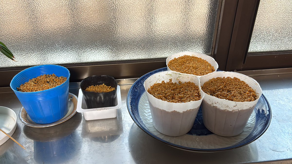 種が気になってるのね
鳥が運んできたものとか
食べた果物とかの
芽がでたら運命だろうってさ