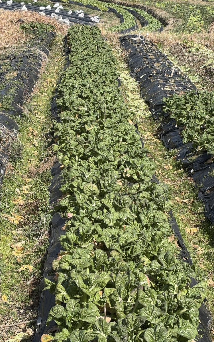 森田洋之@医師・community Dr./医療経済ジャーナリスト/「医療」から暮らしを守る/音楽家 tweet media