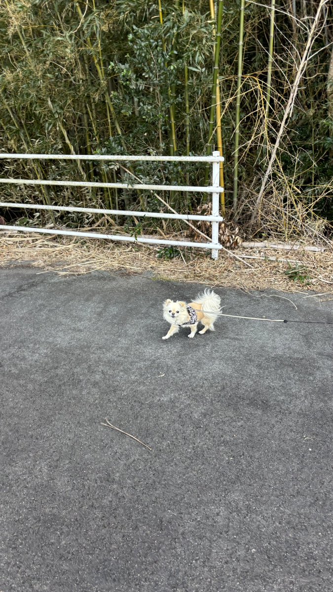 ココちゃんお散歩気持ちいいね✨