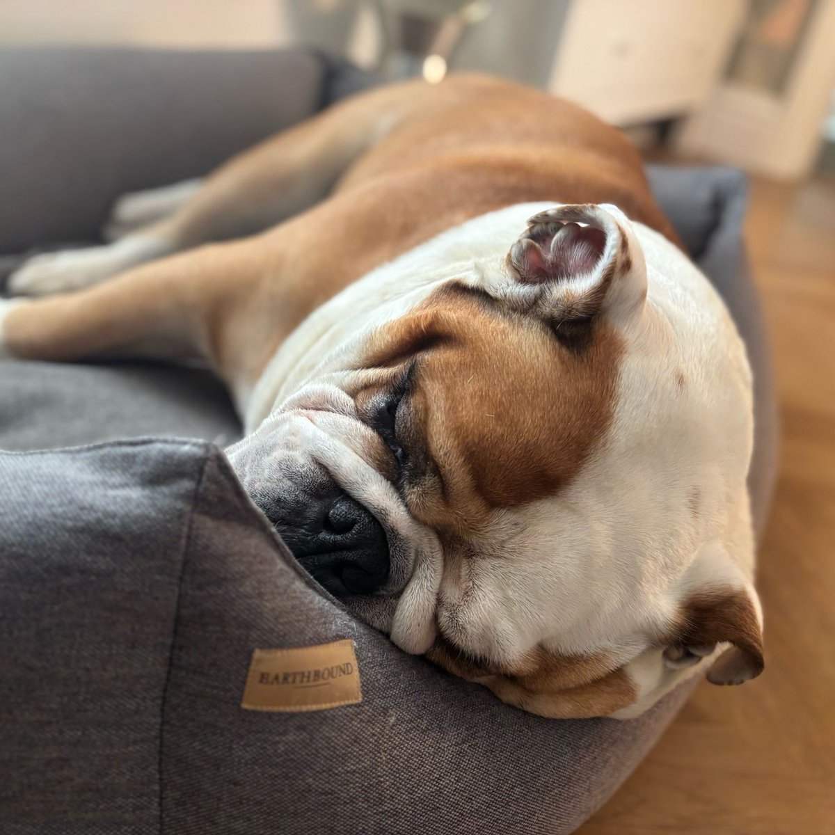barney_bulldog's tweet photo. Happy #ClosedMonday everyone! Today will be the day of 10,000 snoozes, I can just tell ๐ค ๐ถ๐พโค๏ธ Barney #BarneyTheBulldog #DogsOfTwitter #DogsOfX #DogsOfIG #DogsOfFacebook #Bulldog #EnglishBulldog https://t.co/yGGL3BJazm