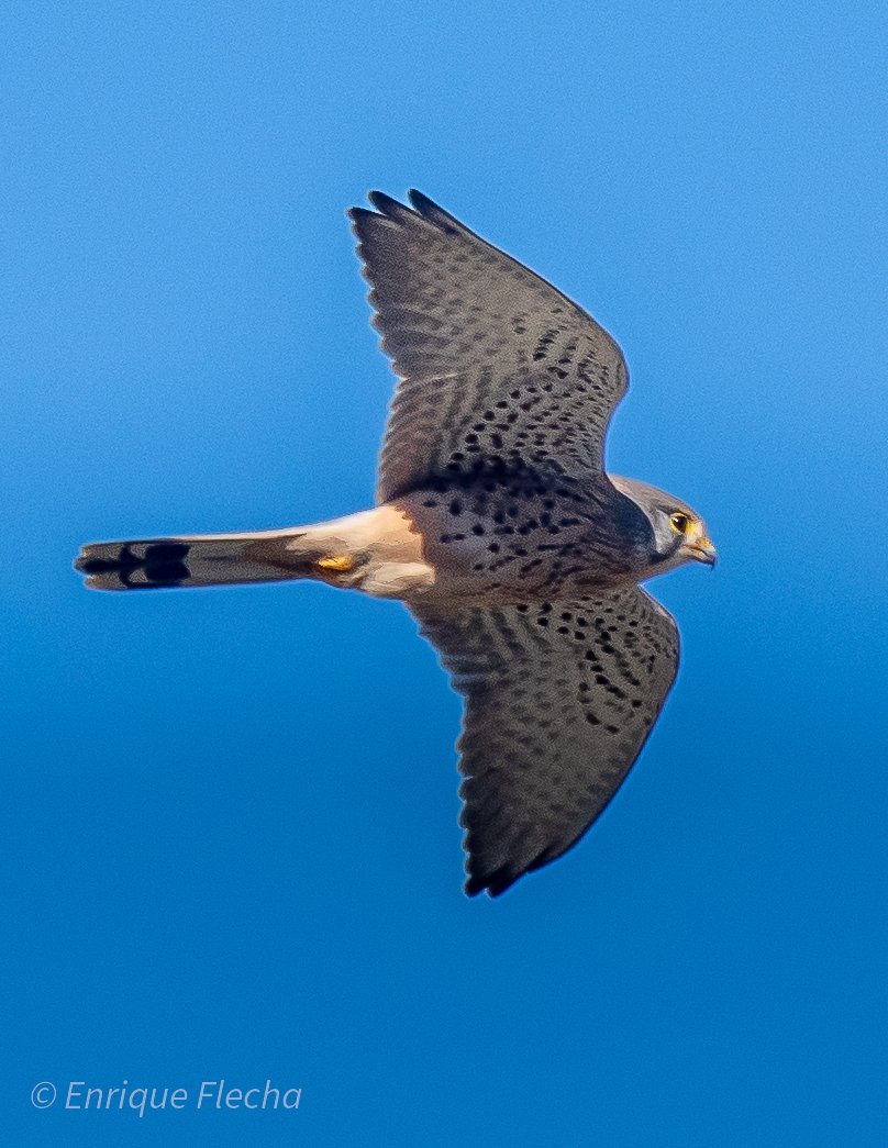 Enrique Flecha tweet media