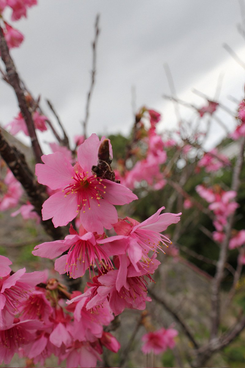 影 ( KAGE )＿カイ.📷️' tweet media