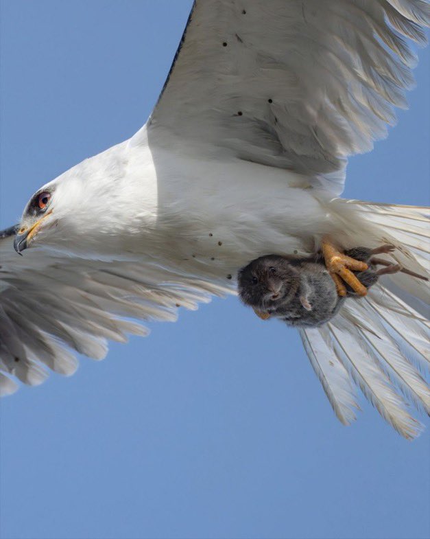 sciencegirl's tweet image. Wildlife photographer Sha Lu captures the perfect moment a small animal looks at the camera while being caught by a predator