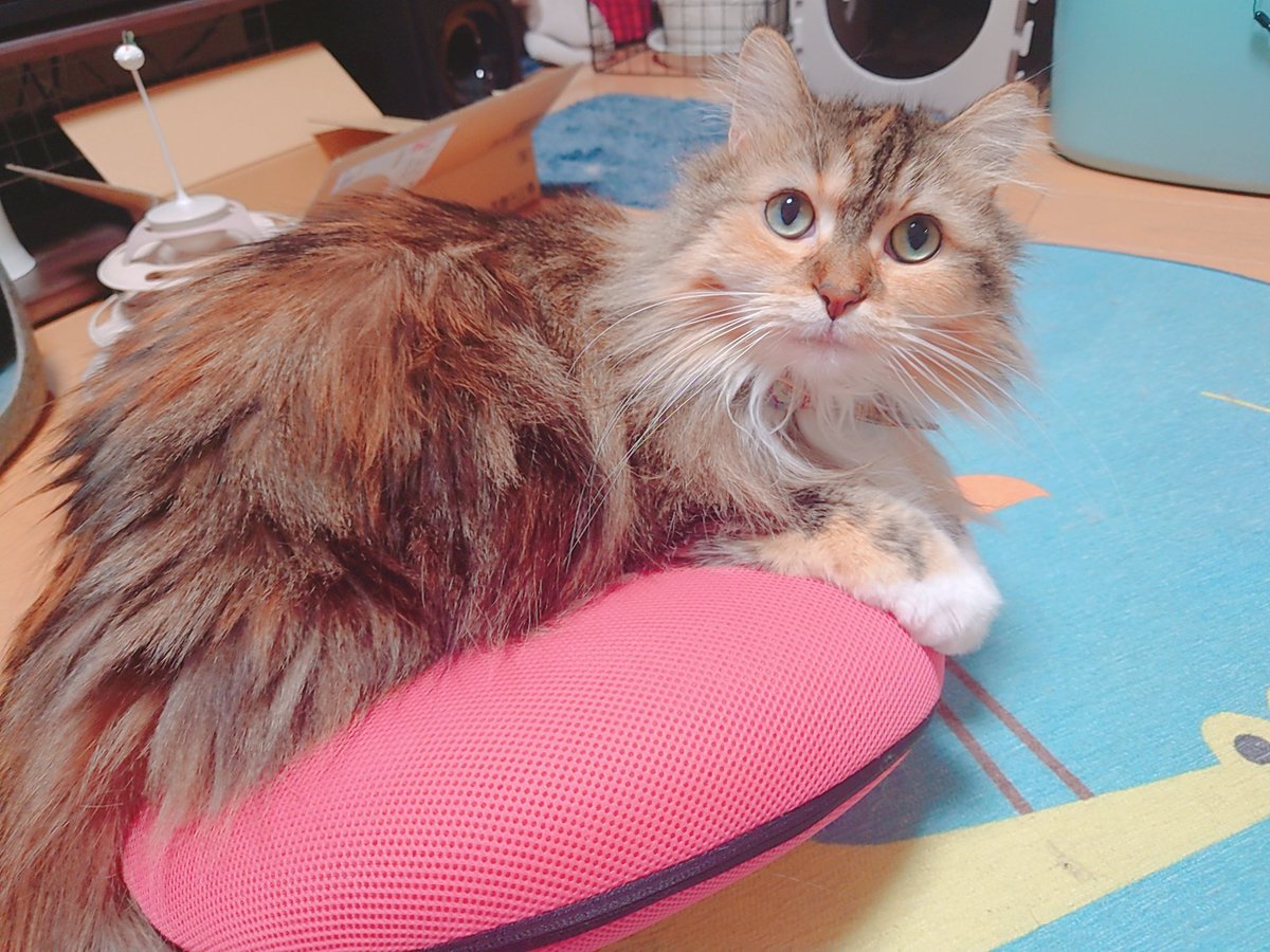 stardust_100337's tweet photo. 猫です https://t.co/Y1YBAM0j1T