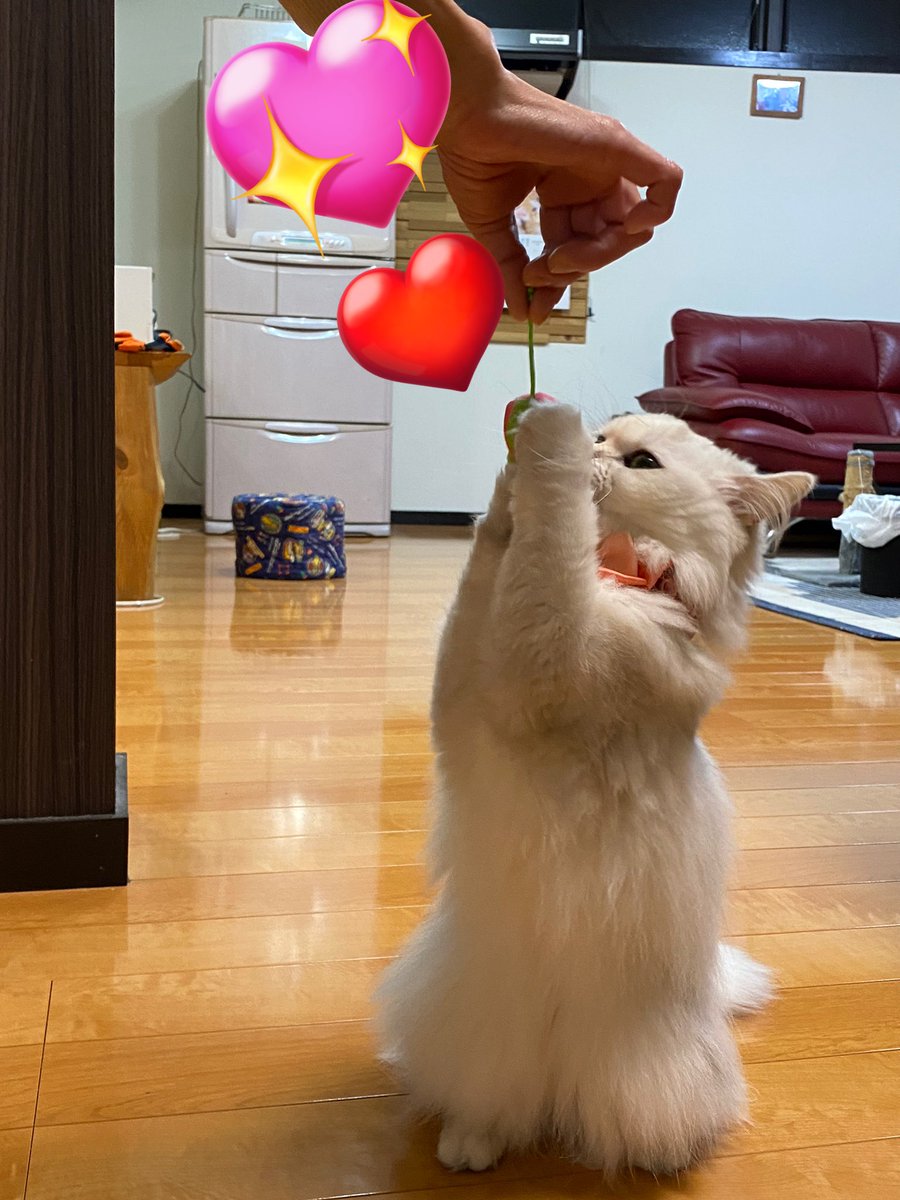 melon20130401's tweet photo. #mofusandくら寿司コラボ
 #mofusandくら寿司コラボ猫の日 
B賞希望です🙋‍♀️当たりますように✨️ https://t.co/scM4cccu64