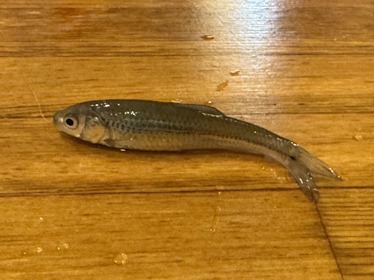 一人釣り飲み🍺

東京・神田の小さな釣り居酒屋サクラ🏮

釣って、揚げて、食う、最高♨️