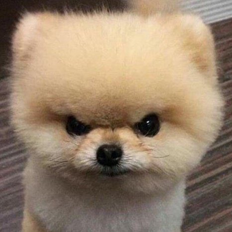 aboutscoups's tweet photo. he 😠 #에스쿱스 https://t.co/9Pg7eyFcyc