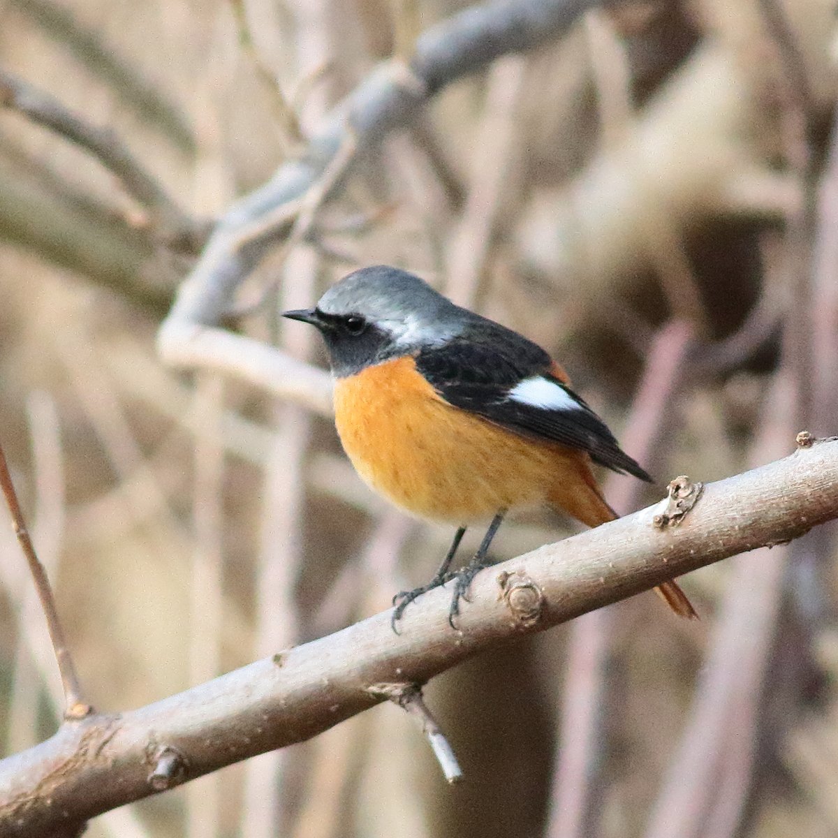kmzwBird's tweet photo. まん丸で背中まで膨らんでるジョビ君。
#ジョウビタキ
#Redstart https://t.co/DyXEdPfZbC