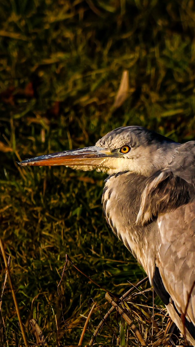 dinobreezy's tweet photo. Goodmorning everyone ☕️ Have a great Monday with this Grey Heron (Ardea Cinerea) in Dutch 🇳🇱 Blauwe Reiger
#GoodMorningX #MondayMotivation
#greyheron #ardeacinerea #reiger #blauwereiger #birds #nature #oudieplas #photography https://t.co/hDrBqqk59q