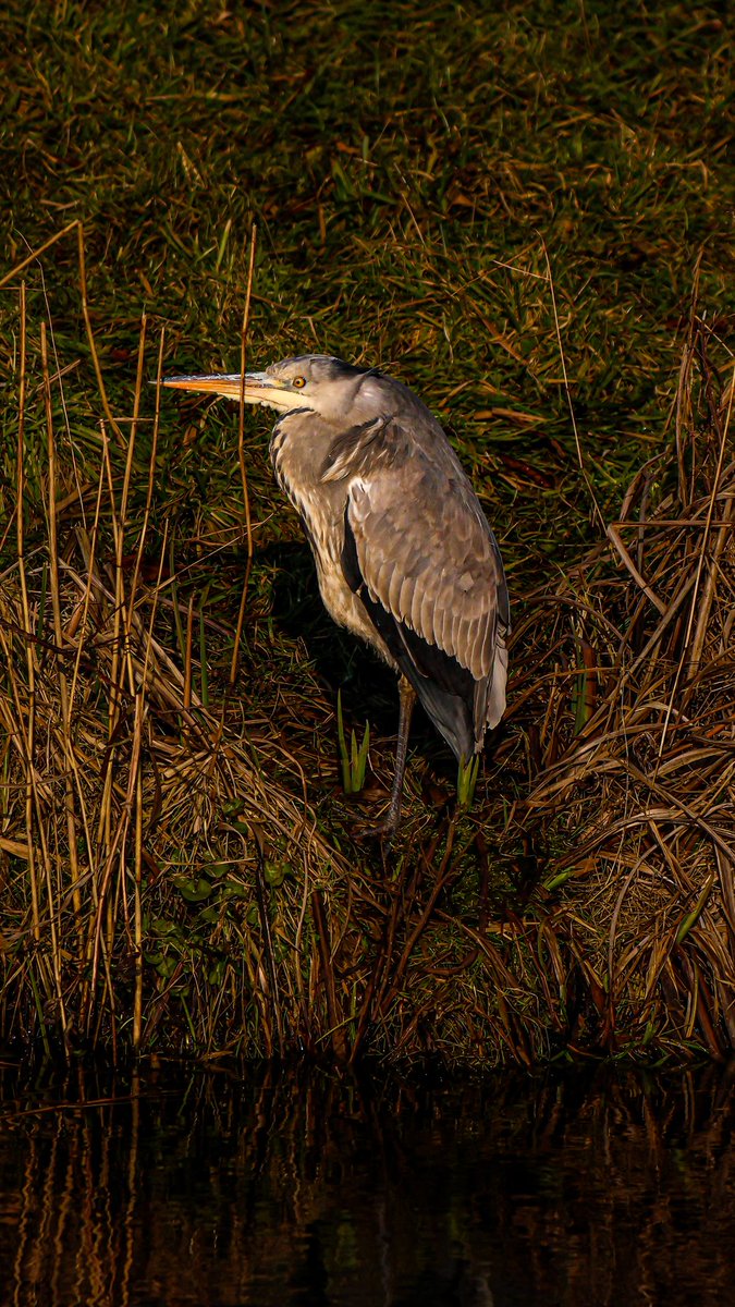 dinobreezy's tweet photo. Goodmorning everyone ☕️ Have a great Monday with this Grey Heron (Ardea Cinerea) in Dutch 🇳🇱 Blauwe Reiger
#GoodMorningX #MondayMotivation
#greyheron #ardeacinerea #reiger #blauwereiger #birds #nature #oudieplas #photography https://t.co/hDrBqqk59q