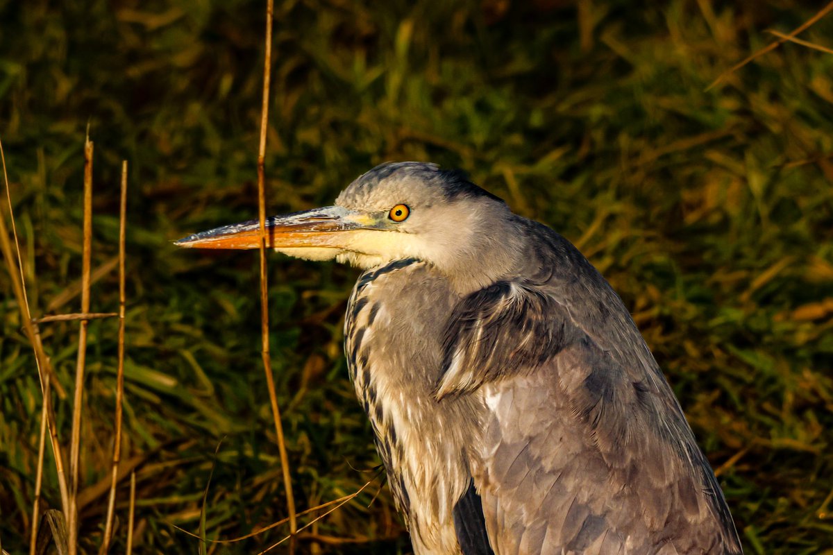 Goodmorning everyone ☕️ Have a great Monday with this Grey Heron (Ardea Cinerea) in Dutch 🇳🇱 Blauwe Reiger 

#GoodMorningX #MondayMotivation 
#greyheron #ardeacinerea #reiger #blauwereiger #birds #nature #oudieplas #photography