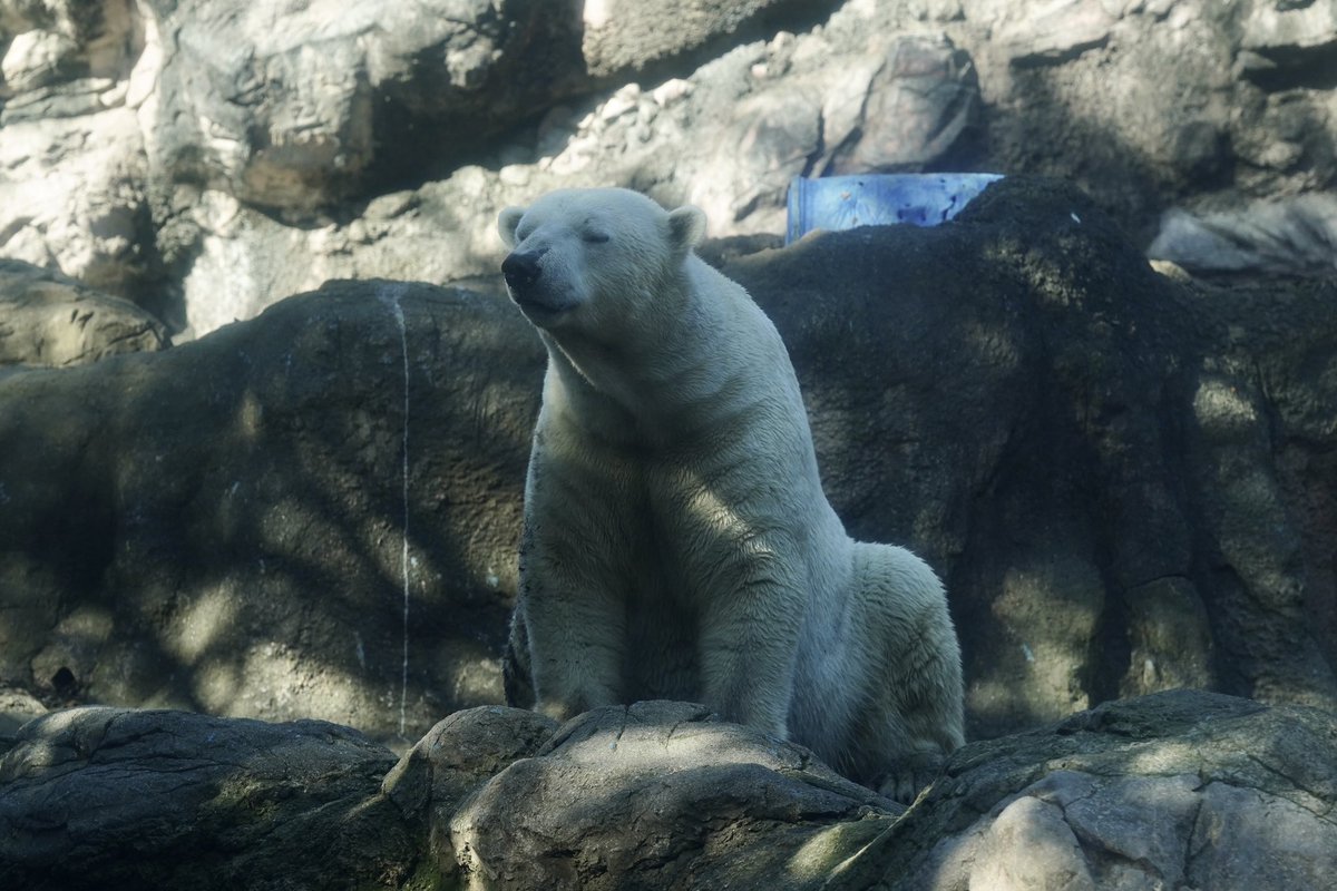 水の音...
風の音...
そして...
くんくん 🐟の気配
📷´-2026.01.31

#ゴーゴ 
#ホッキョクグマ 
#ズーラシア
#よこはま動物園ズーラシア 
#ZOORASIA 
#Polar_bear 
#亜寒帯の森
#TLをゴーゴでいっぱいにしよう