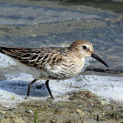 TheNatureFund's tweet image. Endangered Dunlin Found Breeding in Cumbrian Peat Bogs #dunlin #birds #Cumbria

naturalworldfund.org.uk/dunlin-breedin…