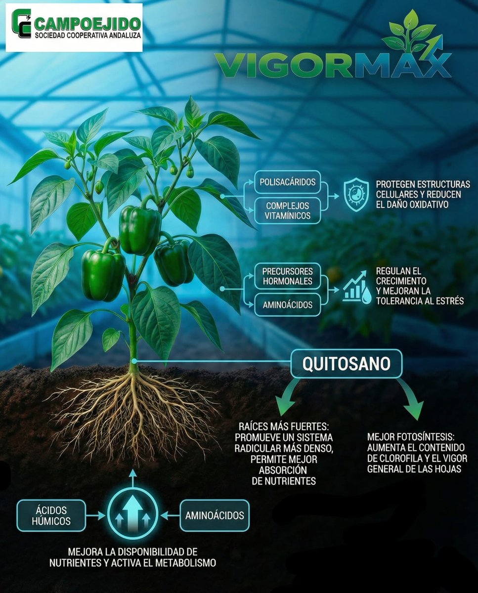 🌱 ¡Cultivos de invernadero más fuertes y productivos con 𝗩𝗜𝗚𝗢𝗥𝗠𝗔𝗫!

El aliado perfecto:
✅Engorde de frutos
✅Brotación y cuaje de nuevos frutos
✅Protección en climas fríos ❄️🍅

𝘿𝙚 𝙫𝙚𝙣𝙩𝙖 𝙚𝙭𝙘𝙡𝙪𝙨𝙞𝙫𝙖 𝙚𝙣 𝘾𝙖𝙢𝙥𝙤𝙚𝙟𝙞𝙙𝙤.

#nutriciónvegetal