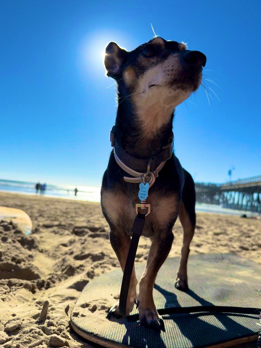 WildDevice's tweet image. A dog day at the beach 

#NatureBeauty #dogday #photography