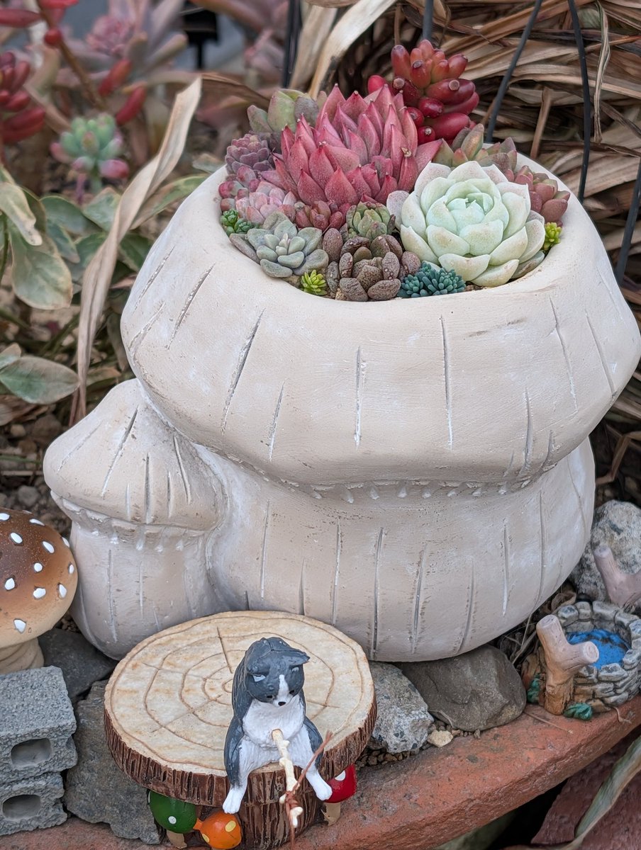 🍄キノコの鉢にも植えましたぁ💗 やっぱり可愛い子が入ると一気に豪華