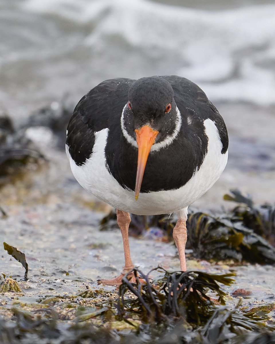 paul hayes tweet media