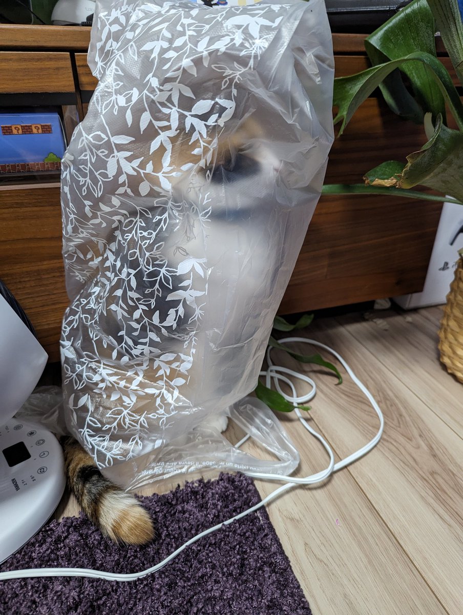 アメマル Carat'5 C12 (@amemaru4) / Posts / X