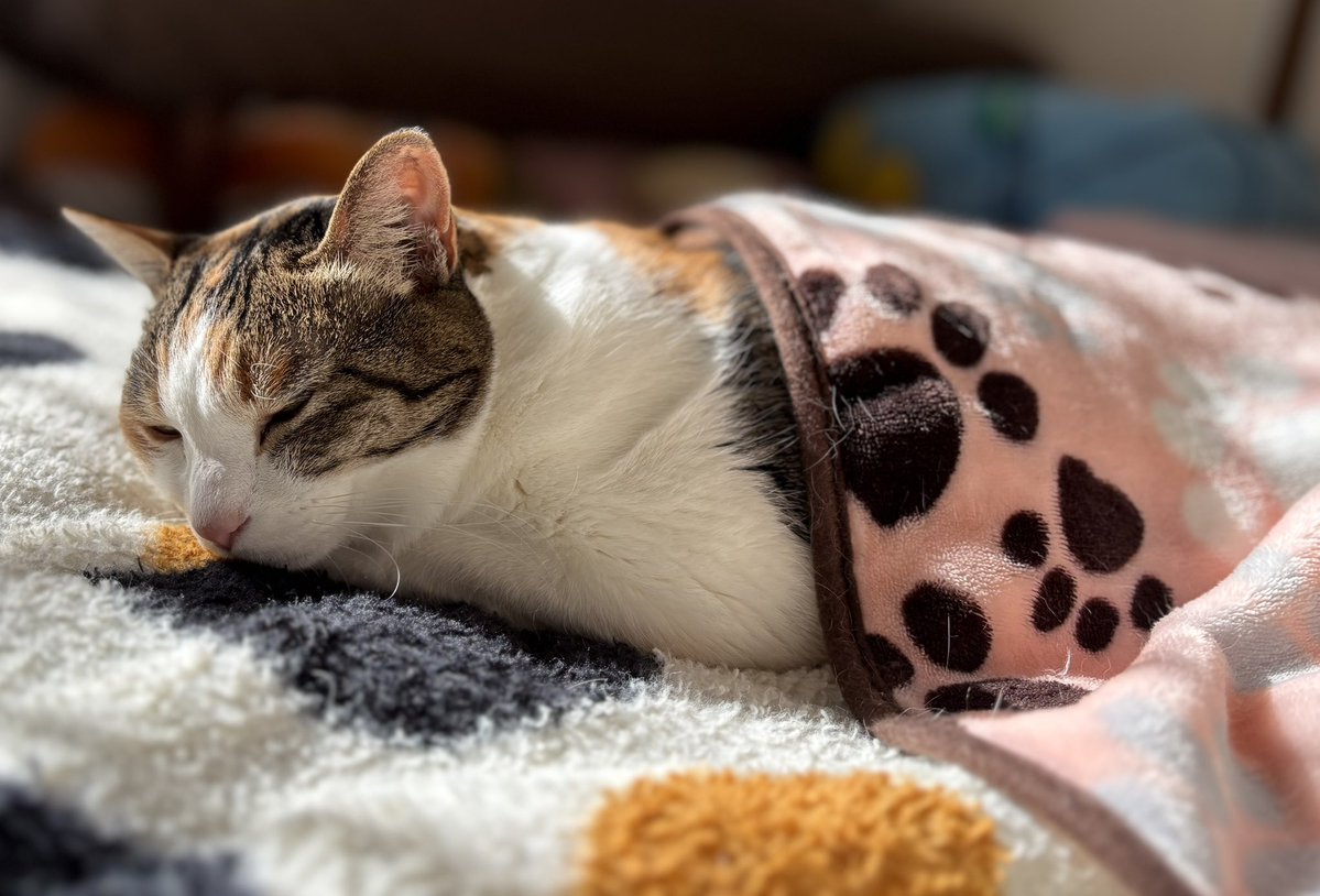 全世界の猫たちに感謝