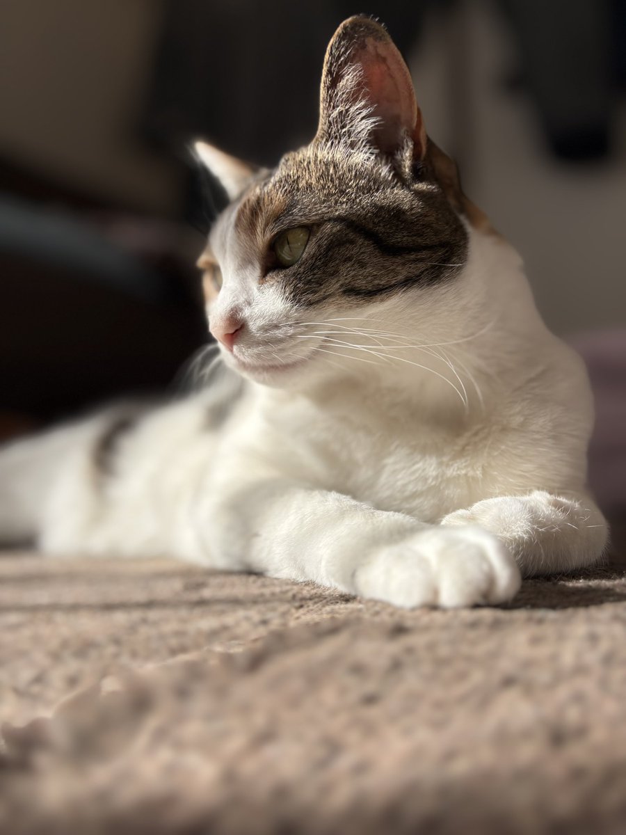 ちいすけ (@kyoroqoo) / Posts / X