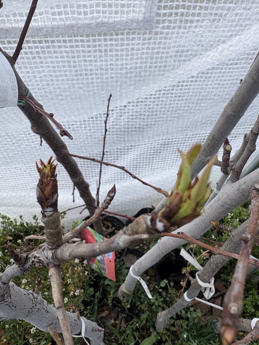 温室内の洋梨苗たちが休眠から覚めて芽吹きはじめました。
はやく畑に定植したいところですが、寒冷地なのでGWごろまでは現状維持にします🍐
#洋梨　#果樹栽培