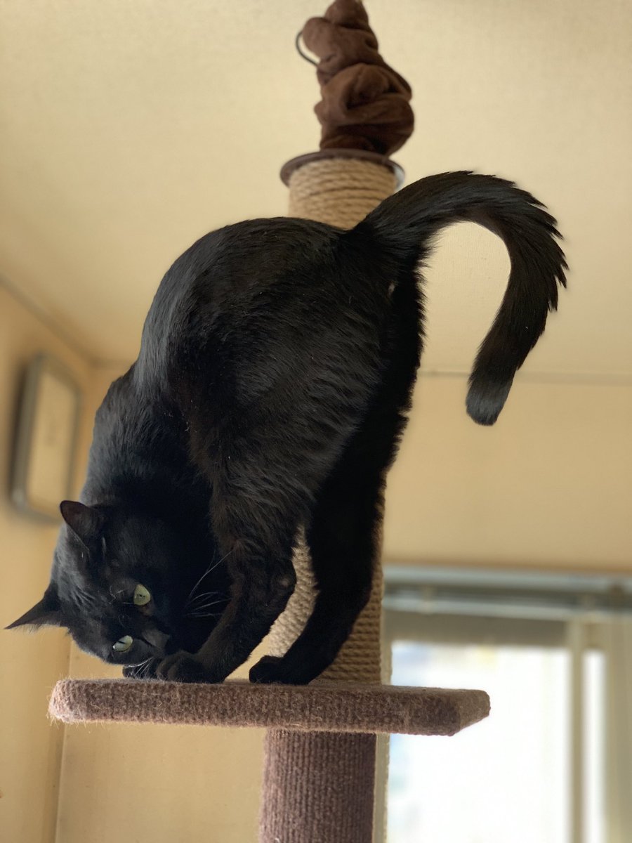 yu10320's tweet photo. 猫の日( ΦωΦ )
昨日だった('ω' ;) https://t.co/iScFBorZoh