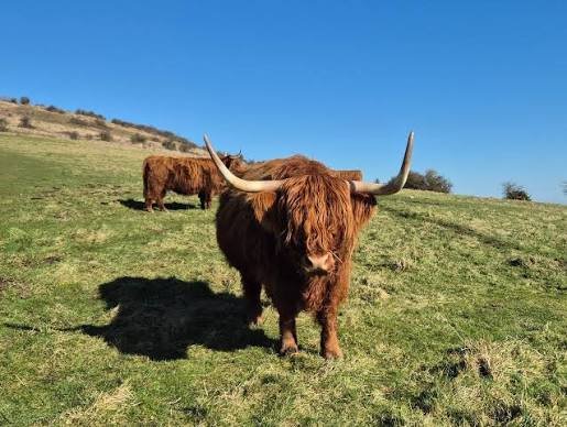 "Cattle use 80% of agricultural land but provide only 20% of calories."

Yes. And?

No, genuinely: and what? What is the conclusion you are drawing from this? That the land is being misallocated? That the farmers who manage it are making irrational choices? That if we simply told