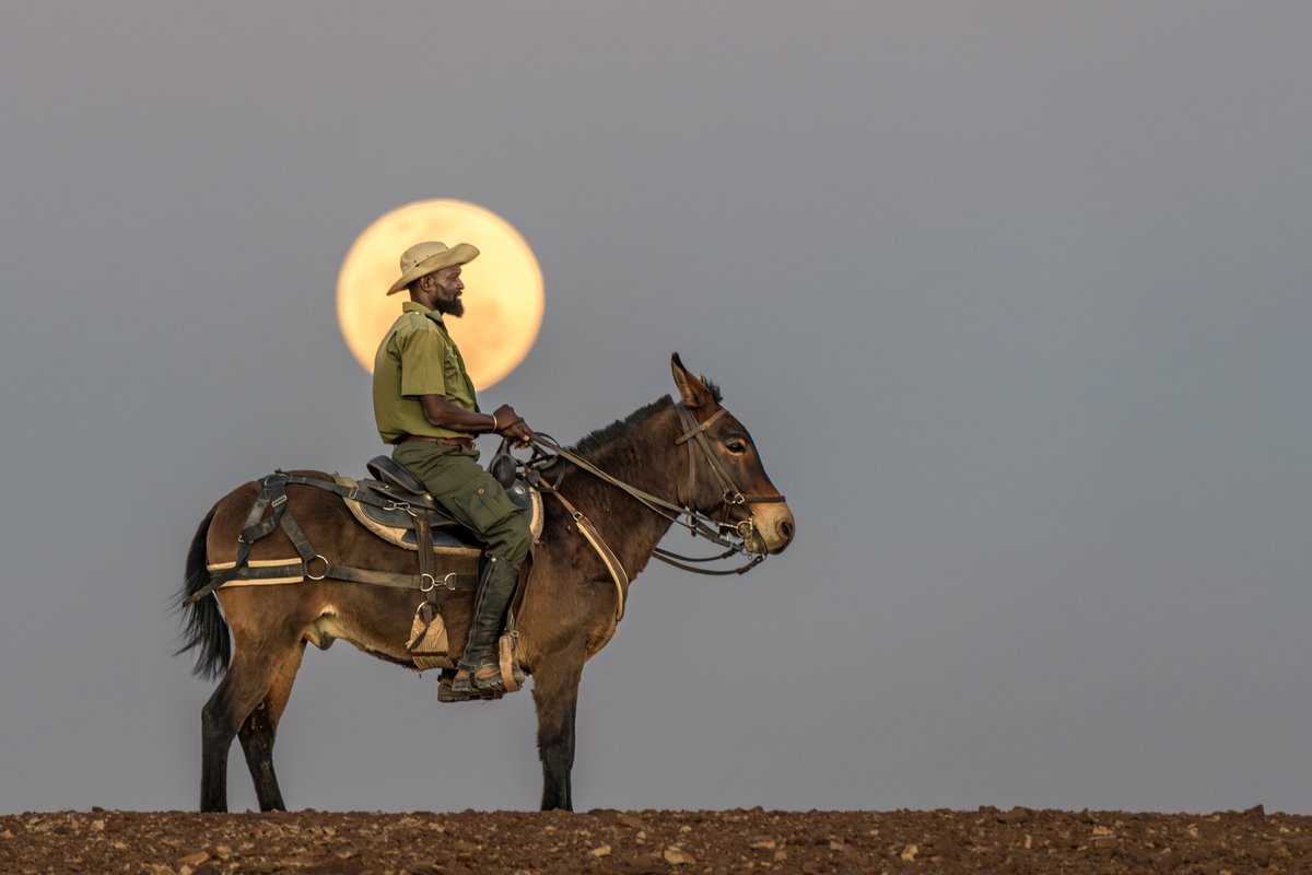 Save the Rhino Trust tweet media