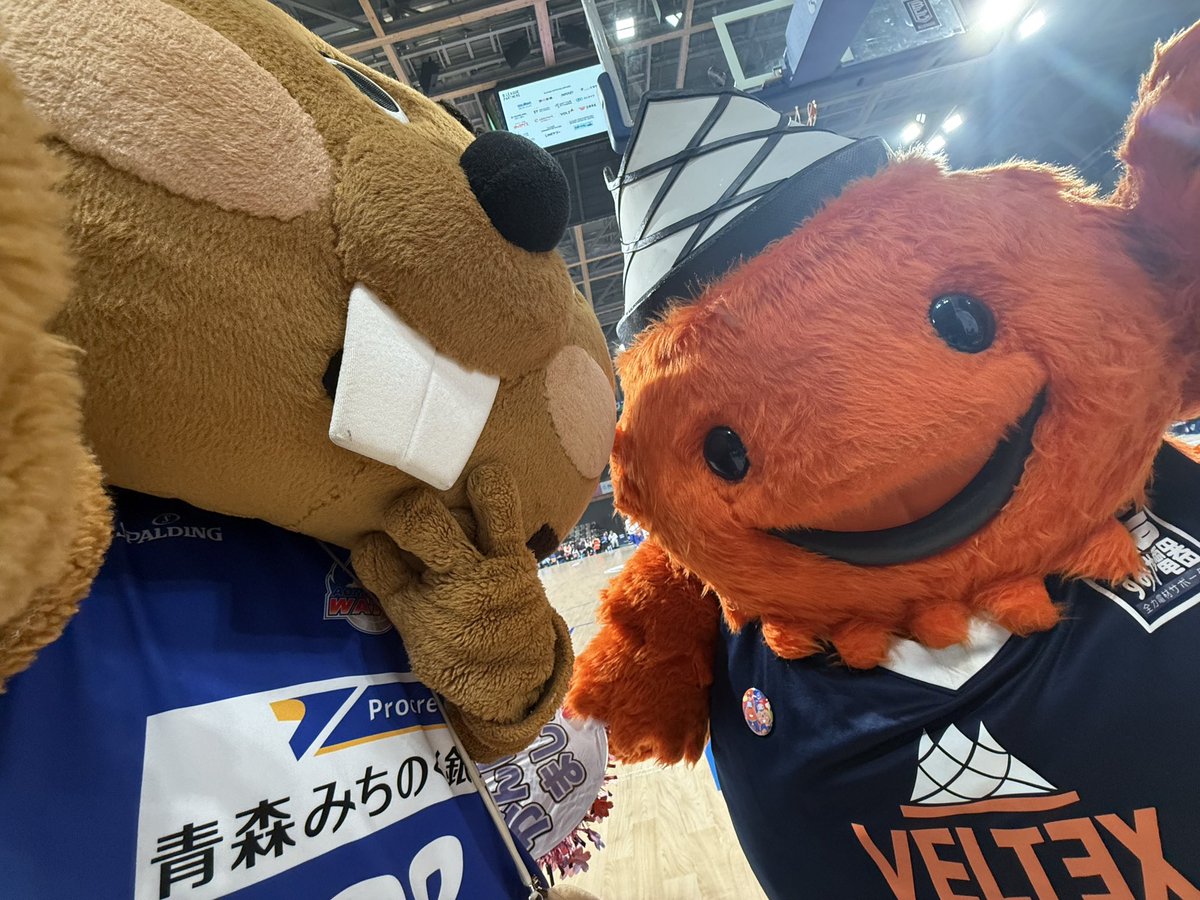 【公式】クイッキー・デッチ tweet media