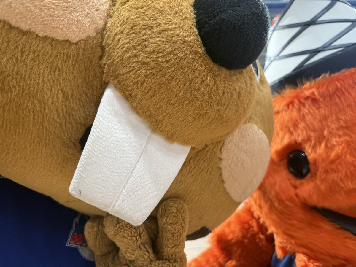 【公式】クイッキー・デッチ tweet media