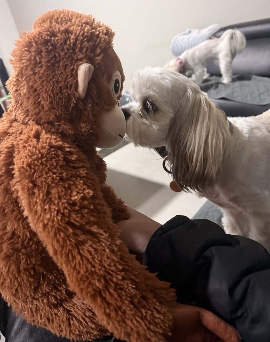 ceciibing's tweet photo. 🥹🐒 https://t.co/G4j4ejTV1x