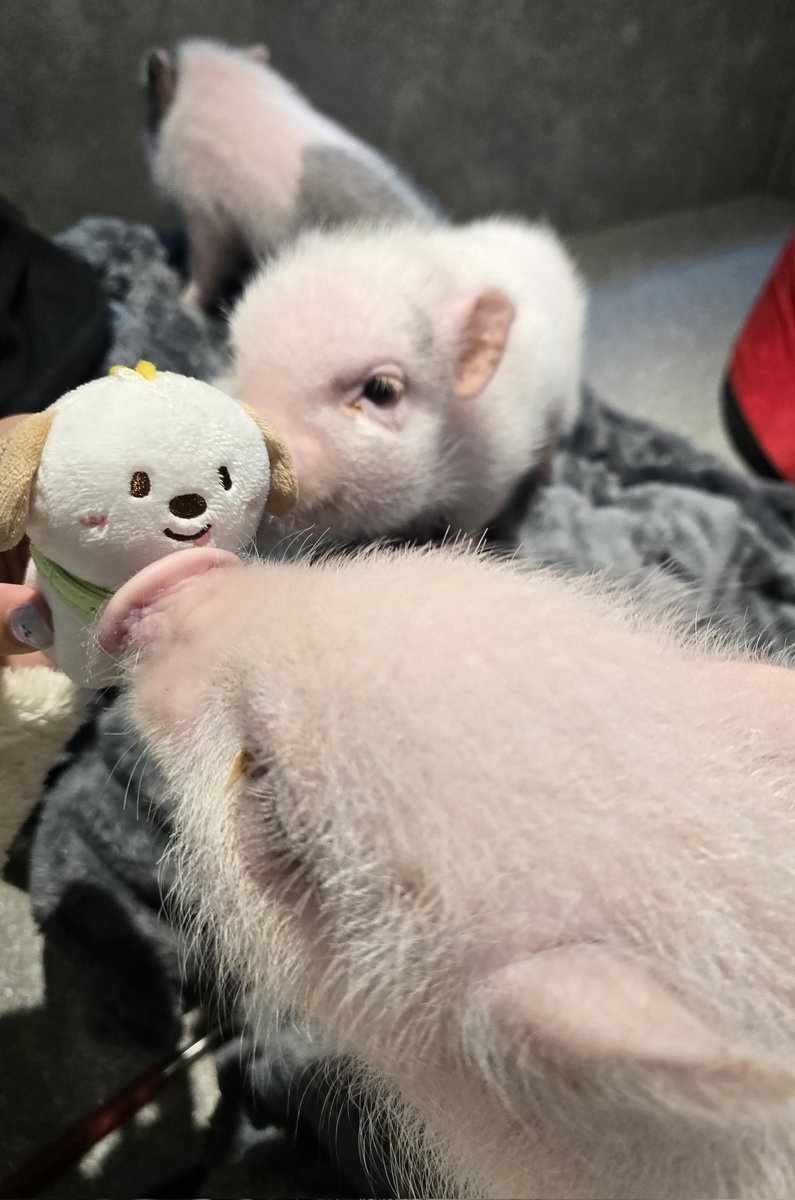 โดนหมูชมพูจุ้บ