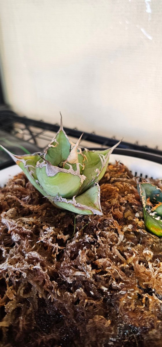 Lj実生は2日で発根 ケンケンさん台湾ノーネームは5ヶ月かかった