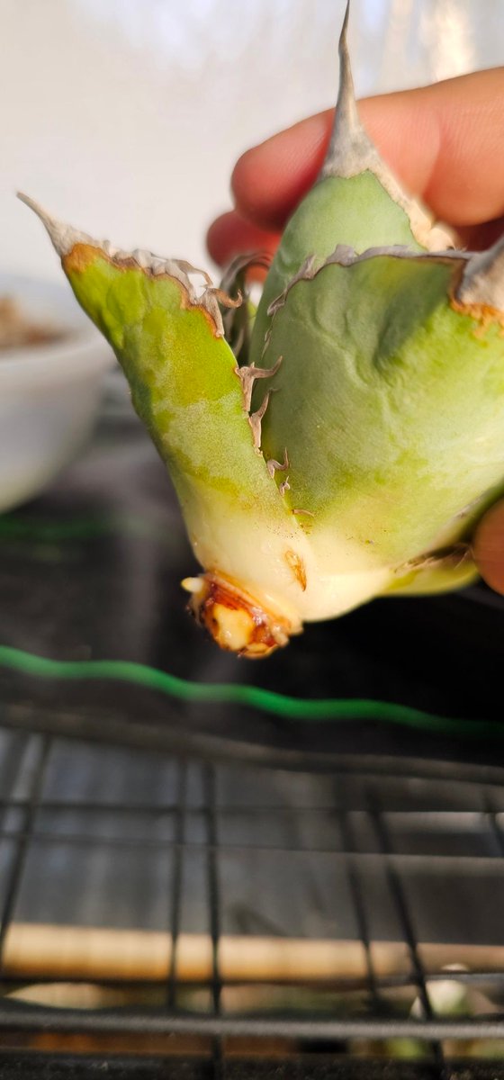 Lj実生は2日で発根 ケンケンさん台湾ノーネームは5ヶ月かかった