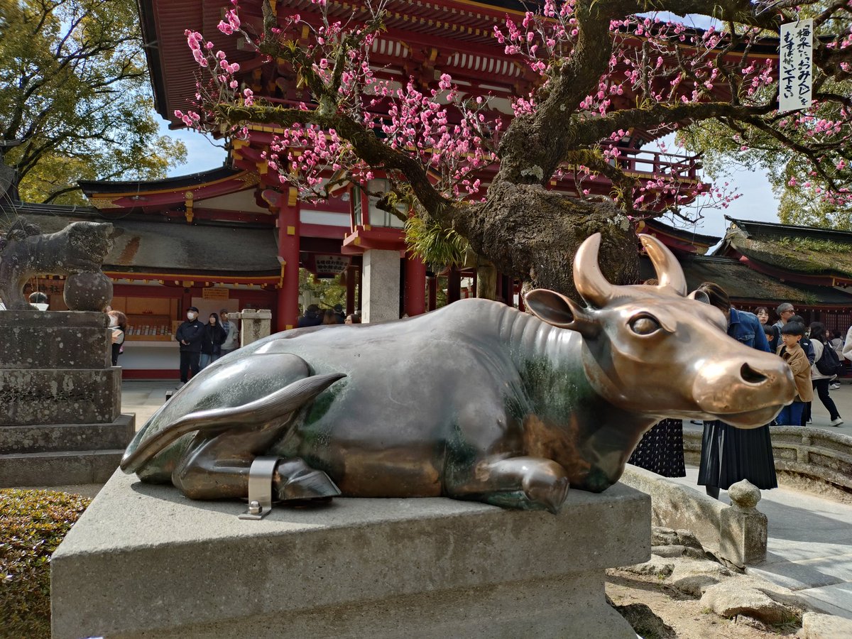 djakasaka59 太宰府天満宮の御本殿が改修中で仮殿なのですが、この仮殿