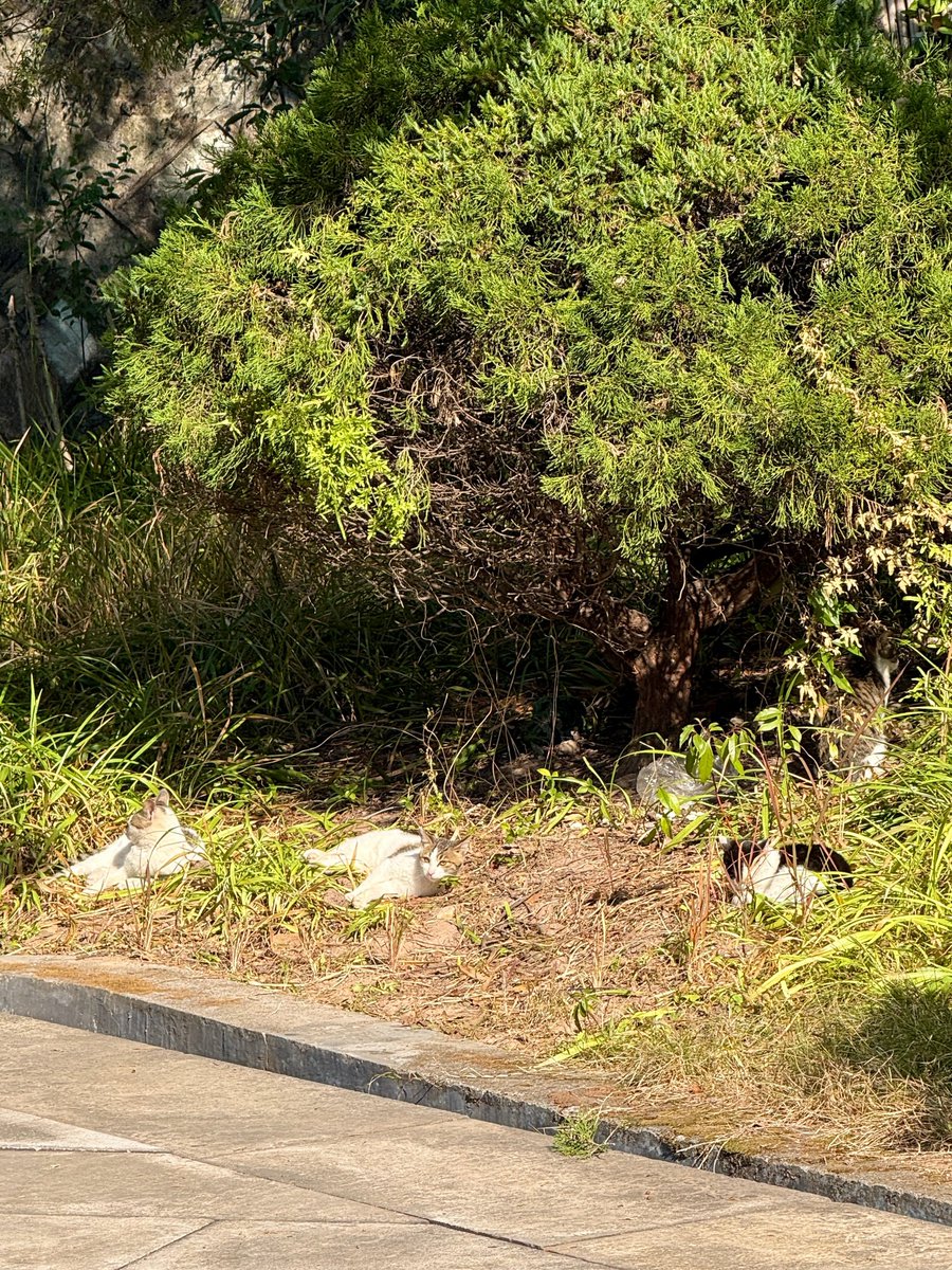 🝳包。 tweet media