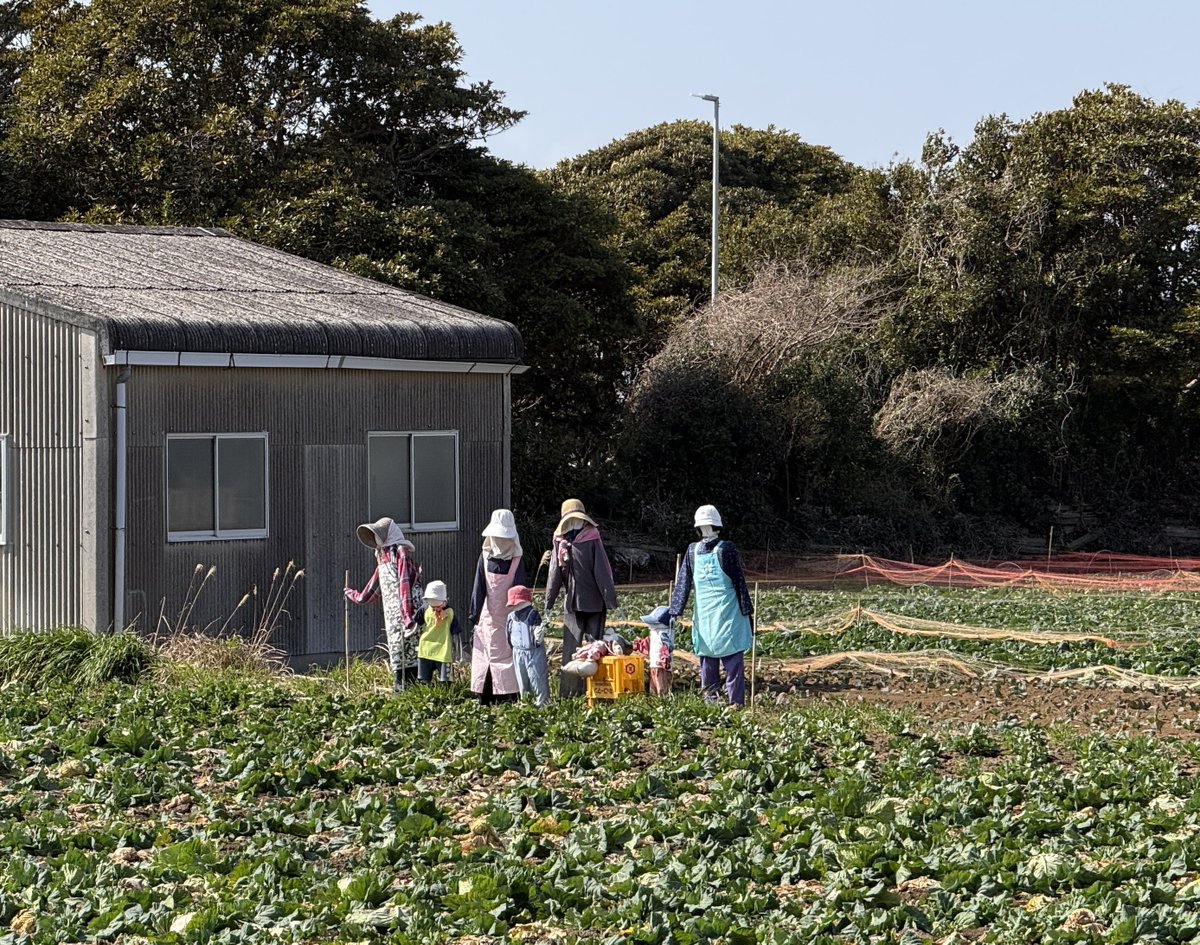 一時無くなってたけど復活した案山子 車で横通ると思わず二度見して