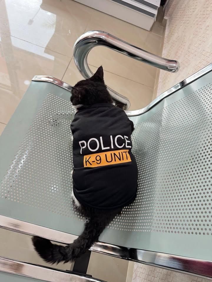 No Cats No Life tweet media