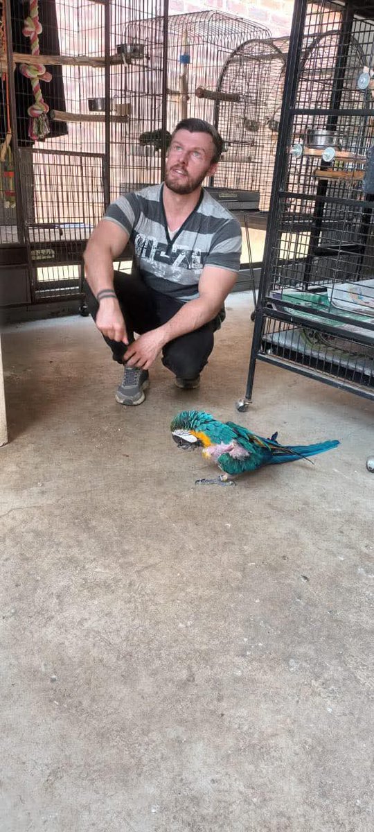 Brainy Birds SA tweet media