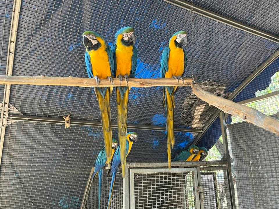 Brainy Birds SA tweet media