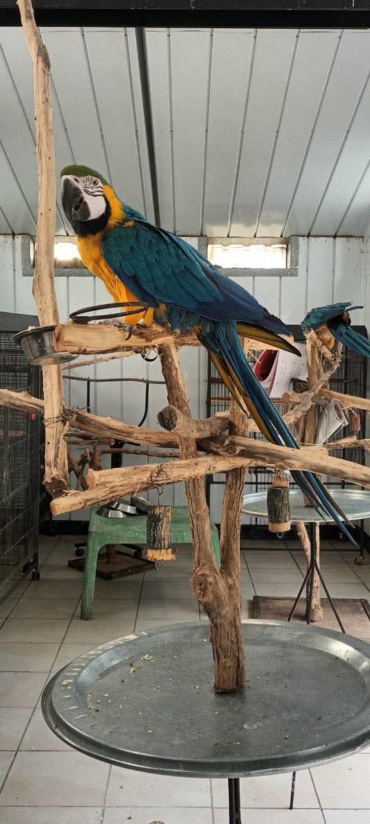 Brainy Birds SA tweet media