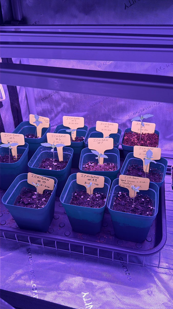 614Genetics's tweet photo. Fuck it, we ride @ArchiveSeedBank #venomgate https://t.co/SFNXBVzy4E