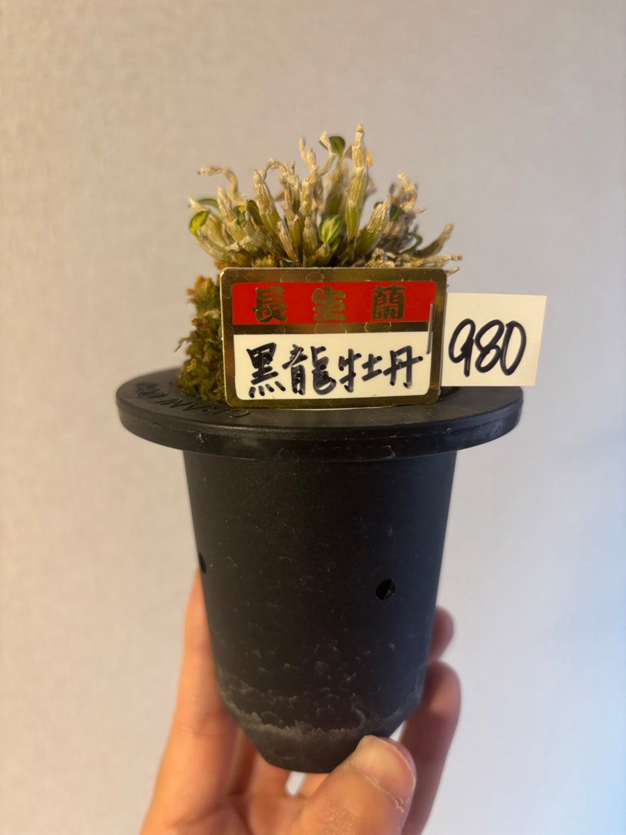 siki_latte's tweet photo. 久しぶりに園芸店を除いてみたら長生蘭を見つけたので購入
見た事が無い鉢？に入っていて不思議な感じでした。
どんな感じに育つのか楽しみです https://t.co/cgisaNqRDi