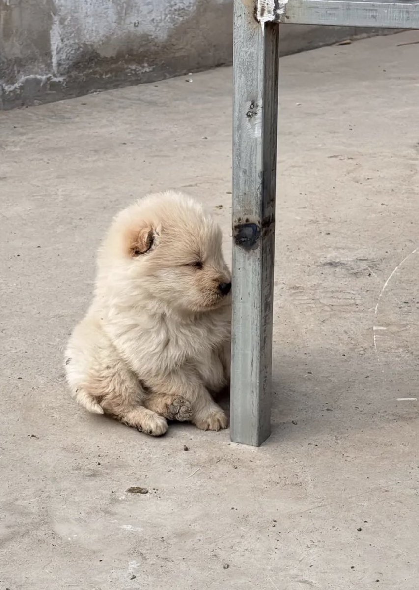 おすすめ欄、浄化する犬様】 (@A08191015) / Posts / X