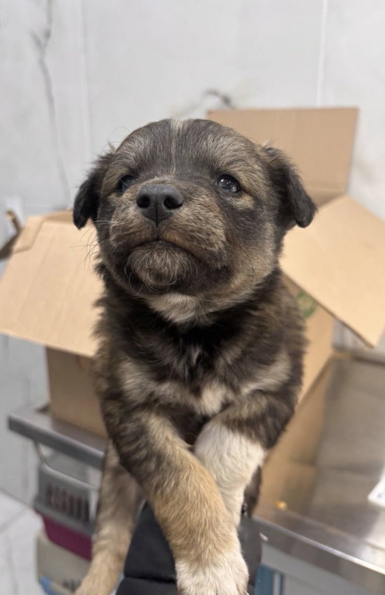 おすすめ欄、浄化する犬様】 (@A08191015) / Posts / X